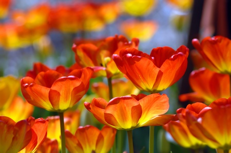 Garvins Woodland Garden in Hot Springs, Arkansas glows with Spring color as orange and yellow tulips glow in the Spring sunshine の写真素材