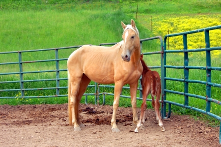 Mother closely guards her hours old, newborn, walking horse colt  Both stay close to steel fence の写真素材