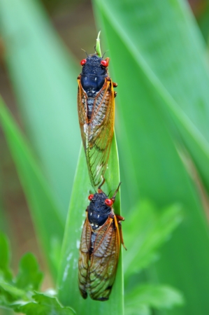 Close up two locust climb to the end of a wide leaf stalk   Their eyes are bright orange の写真素材