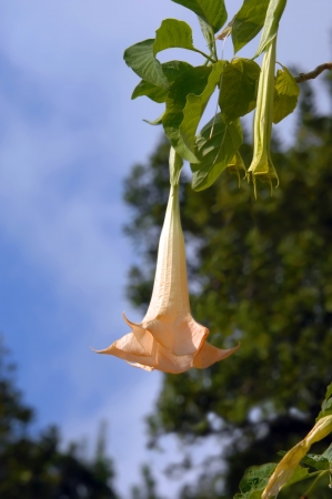 Toxic bloom of Angel s Trumpet hangs from vine on the Big Island of Hawaii   Bloom is pinkish orange の写真素材