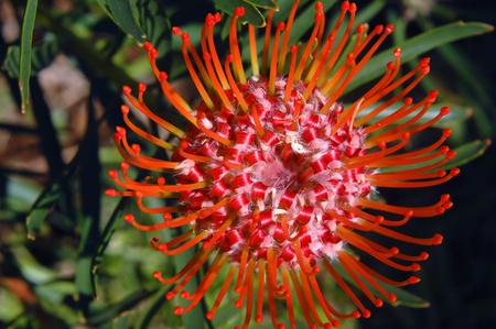 Beautiful high angle shot of an orange Protea on the Big Island of Hawaii.の写真素材
