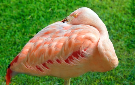 Big Island of Hawaii, resort, endeavors to keep grounds as tropical as possible with displays of colorful birds like this flamingo.  He has his beak buried in his feathers while keeping a wary eye on visitors.の写真素材