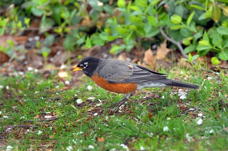 Berry in beak, this red breasted robin is ready for take-off and a delicious snack.  He is standing on grass litered with pear blossoms from Springtime bloom.の写真素材