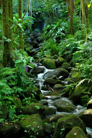 Alakahi Stream splashes and gurgles down a boulder crowded stream bed in the Hawaii Tropical Botanical Garden on the Big Island of Hawaii.の写真素材