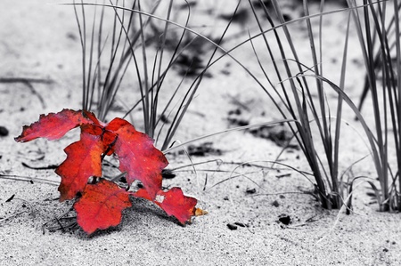 A single red leaf leans against the grass on a sand dune of Lake Superior, Michigan  Image is black and white with only the red of the leaf showingの写真素材