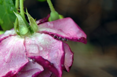 Three water drops dangle from the petal of a bright pink rose at the Gardens of the American Rose Center in Shreveport, Louisiana.の写真素材