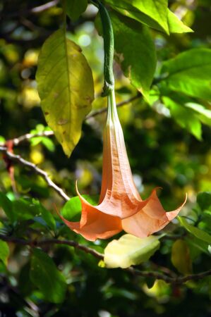 Costa Rica rainforest glitters in the sunlight and highlights the highly poisonous angel trumpet in a light color of orange.の写真素材