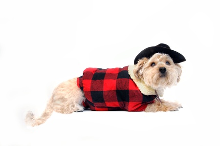Dog wears a red and black plaid lined vest.  Outfit is complete with black leather cowbow hay and chin string.  Silkypoo is laying on an all white の写真素材