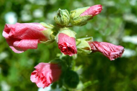 Vivid pink hibiscus buds begin to open in the warm spring sunshine.の写真素材
