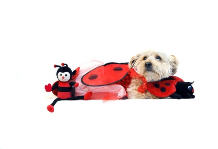 Valentine's Day costume has Silkypoo dog in a lady bug costume.  He is hugging his favorite toys.の写真素材