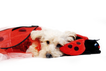 Silkypoo lays besides his favorite toy, a stuffed ladybug.  Silkypoo is also wearing a ladybug costume.の写真素材