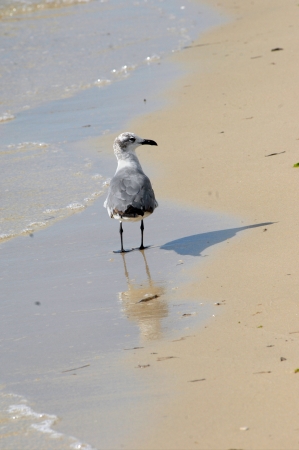 Lone seagull scowers the beach for scraps left by beach goers.  His reflection shows in the gently ebbing waters.の写真素材