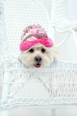 Adorable Silky poo sits on her favorite chair.  Low angle shot of dog wearing a pink winter cap.  Mouth is open panting.の写真素材
