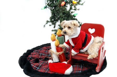 Silky Poo sits in a red, wooden rocking chair under the Christmas tree waiting on Santa to come.の写真素材