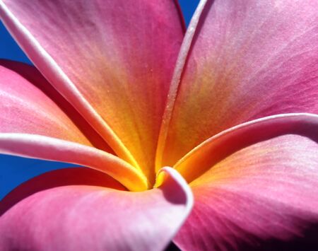 Center of vivid pink Plumeria bloom on the Big Island of Hawaii.の写真素材