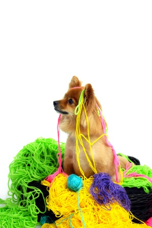 Naughty dog is caught in the act of playing in his owners collection of brightly colored yarn.  He sits innocently in the middle of a mass of colored yarn.の写真素材