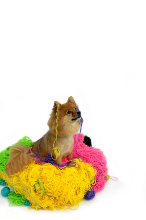 Pomeranian looks very guilty as he is caught in the act of tangling his owner's yarn.  Yarn dangles from his head and ears.の写真素材
