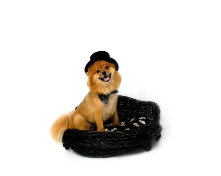 Cute Pomeranian wears a bowtie and top hat.  He is sitting in a black wicker doggy bed and is smiling for the camera.の写真素材