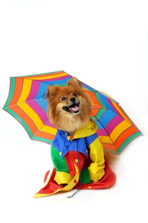 Pomeranian wears a の写真素材