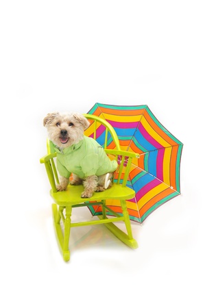 Silky Poo is dressed for the elements.  She is wearing a down coat in lime green and sitting on a lime green, wooden rocking chair.  A colorful striped umberella sits behind her.の写真素材