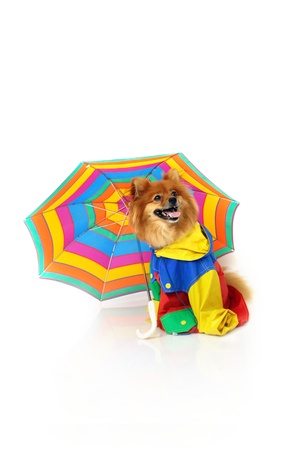Pomeranian wears a brightly colored raincoat and sits beneath a striped umbrella.  His mouth is open and he is resting in an all white room.の写真素材