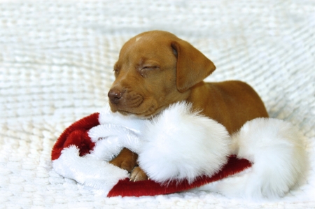 Tiny Golden Retriever puppy lays on his Santa Claus hat.  His eyes are closed and he is afraid he has been too bad for Santa to come visit him so one tiny tear squeezes from his eye.           の写真素材