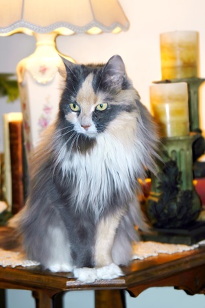 Beautiful long haired cat sits on end table at home.  He is awake and his yellow watchful eyes misses nothing.                            の写真素材