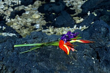 Anthurium and lobster claw bake on the hot black lava on the Big Island of Hawaii.の写真素材