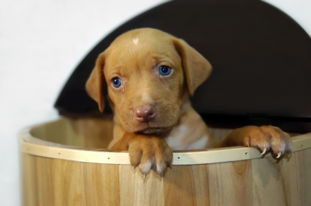 Golden Labrador Retriever puppy stands in wooden crate and begs with his deep blue eyes   A tiny tear sits in his left eye                                 の写真素材