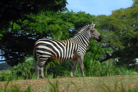 Zebra stands resting on his feet   He is ready for flight if necessary   Trees and foliage fill in background with blue sky の写真素材