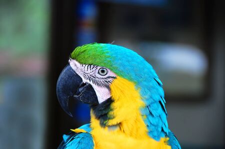 Colorful, blue and yellow macaw cocks his head and looks with one eye.