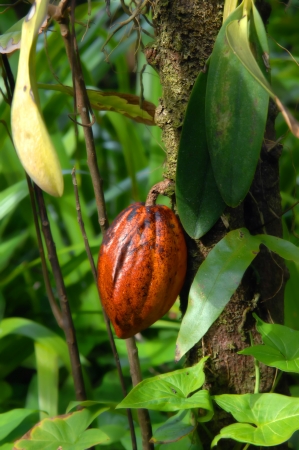 Chocolate is the derivative of this Cocoa Tree   Fruit hangs in the Hawaii Tropical Botanical Garden on the Big island of Hawaii の写真素材