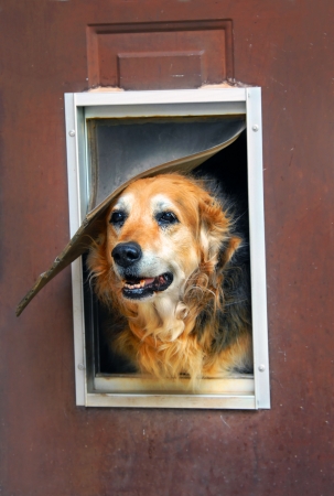 Aging dog and aging home   Dog peeks out of his run down home complete with flap and window   Door need painting の写真素材