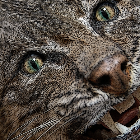 Angry is illustrated with this closeup graphic of a bobcat   Teeth are barred and eyes are fierce の写真素材