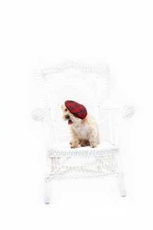 Adorable Silkypoo, silky terrier and poodle mix, sits on a white wicker chair in an all white room   She is wearing a red plaid tam の写真素材