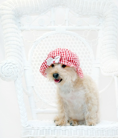 Red gingham hat sits on cute Silkypoo dog   The dog is sitting on a white wicker chair の写真素材
