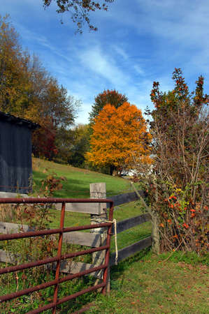 Virginia farm has rustic metal gate tied with a rope   Wooden fence partitions off small pasture with golden tree colored by Autumn の写真素材