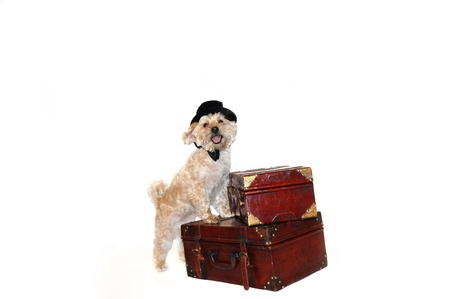 Silky Poo stands on his suit cases ready for travel   He is all dressed up in top hat and bow tie の写真素材