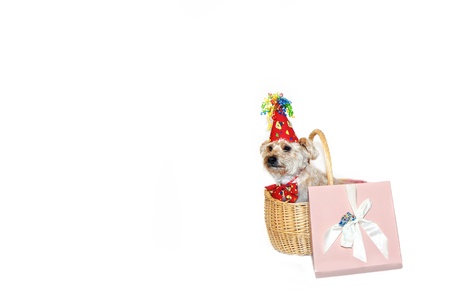 Happy birthday dog sits inside a gift basket besides a pink gift box.  She is wearing a hat with curly ribbon and matching bow tie.の写真素材