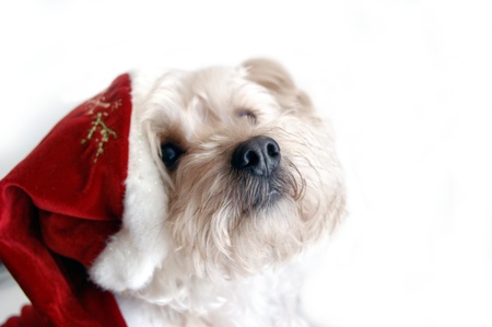Sniffing the air, Silky Poo smells Christmas cookies, cakes, pies!  She is wearing a santa claus hat and surrounded by white.の写真素材