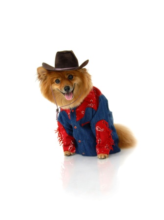 Cowboy Pomeranian is wearing a denim and red shirt.  He is also sporting a brown cowboy hat.  He is sitting in an all white room and looking anxiously for his horse.の写真素材