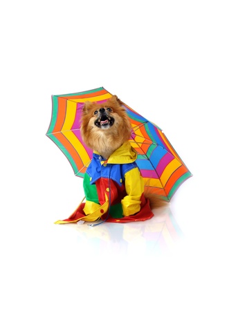 Pomeranian looks up and checks the sky for rain.  But he is prepared with his colorful umbrella and raincoat.の写真素材