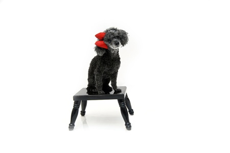 Beloved family pet sits primly on a black stool   Black poodle is wearing a red fluffy bow の写真素材