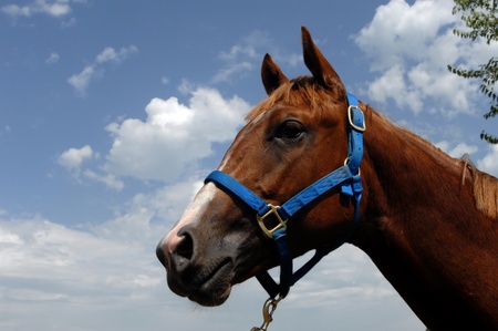 Sorrel quarterhorse is ablaze with copper highlights   Blue halter and blue sky の写真素材