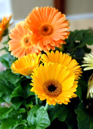 Yellow and orange zennias fill bouquet on the dinning room table.の写真素材