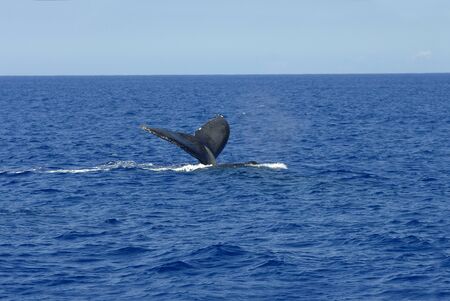 Boat tour on the Big Island of Hawaii, yields a whales tail in a vivid blue ocean and clear skies 