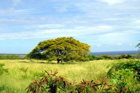 Southern end of the Big Island of Hawaii has pasture land litered with Monkey Pod trees   Ocean and...
