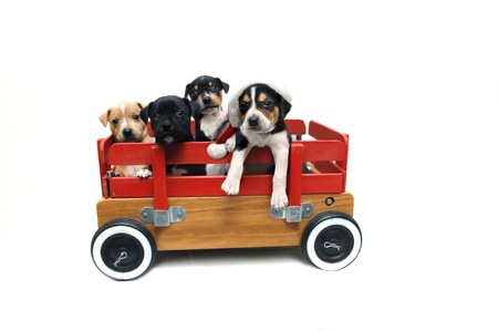 Four puppies stand in a wooden red wagon   One is wearing a santa clau cap   Hunting dog mix breed of jack russel terrier and beagle の写真素材