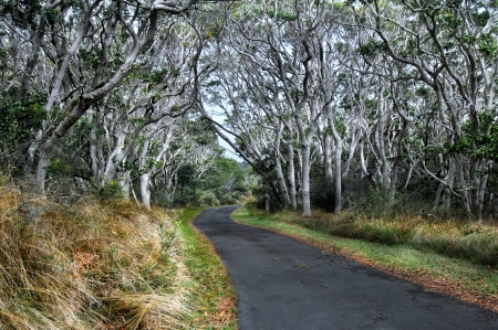 A tunnel of Koa Trees line the road on the quiet road up Mauna Loa on the Big Island of Hawaii の写真素材