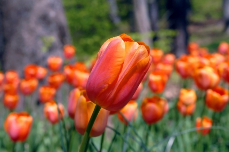 Brilliant orange tulip fronts a bed of look alikes.  Garvan Woodland Gardens in Hot Springs, Arkansas is covered with thousands of tulips in the Spring.の写真素材